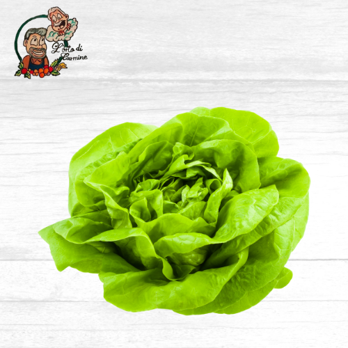 Insalata Lattuga